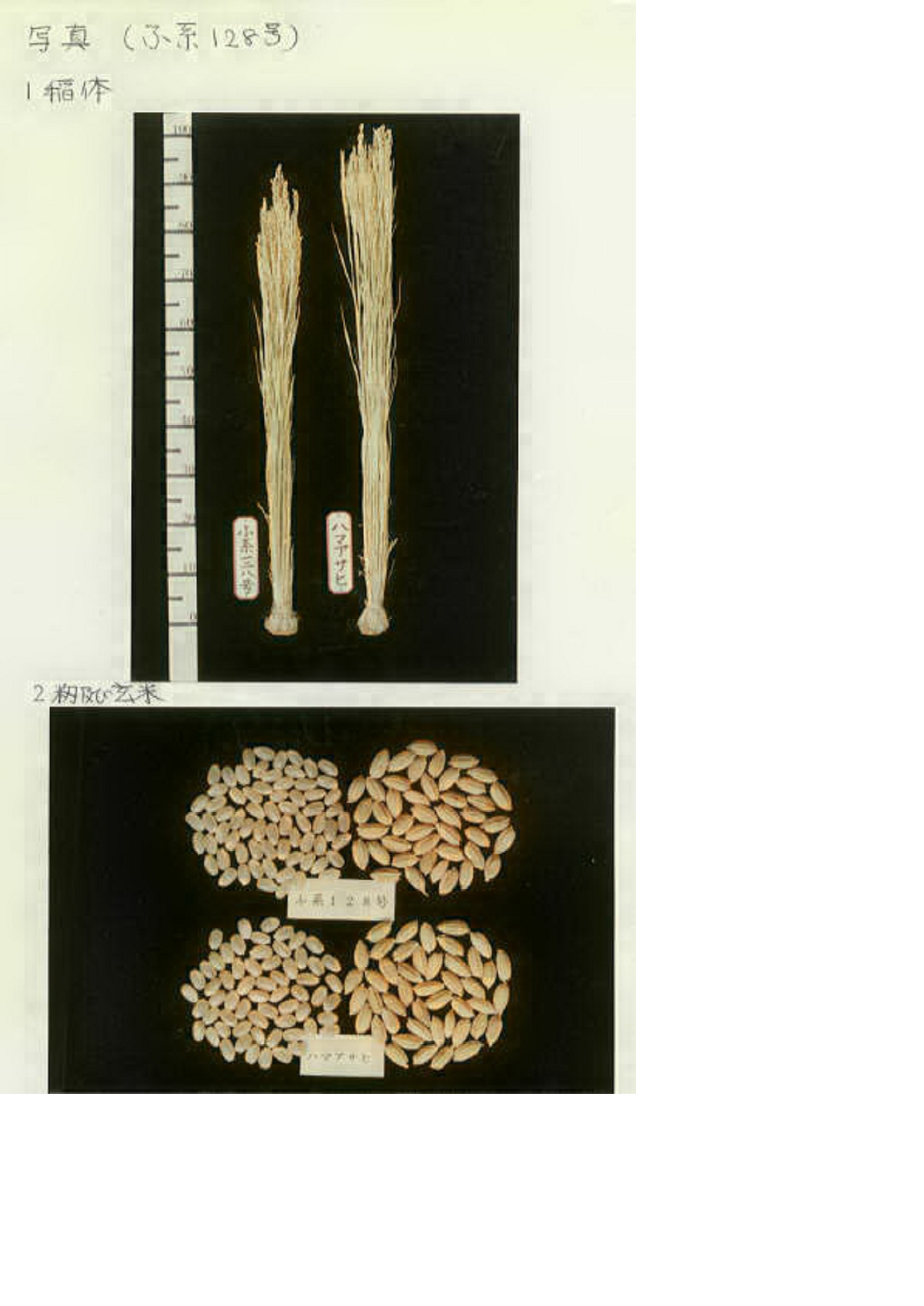 品種登録迅速化総合電子化システム