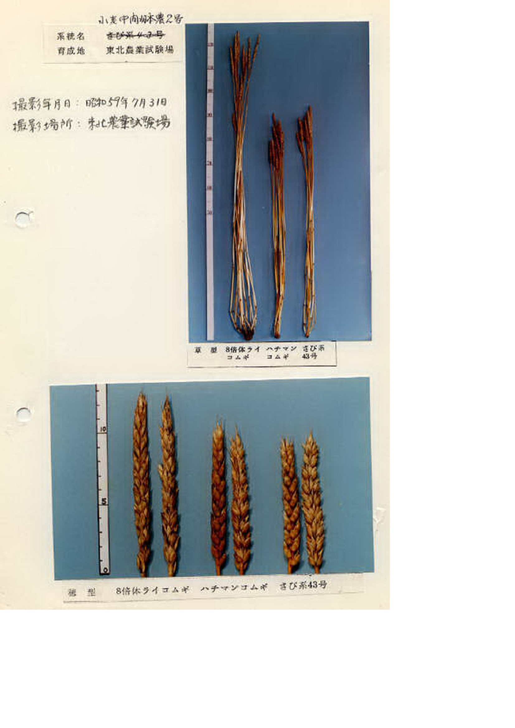 春コムギ 品種登録迅速化総合電子化システム