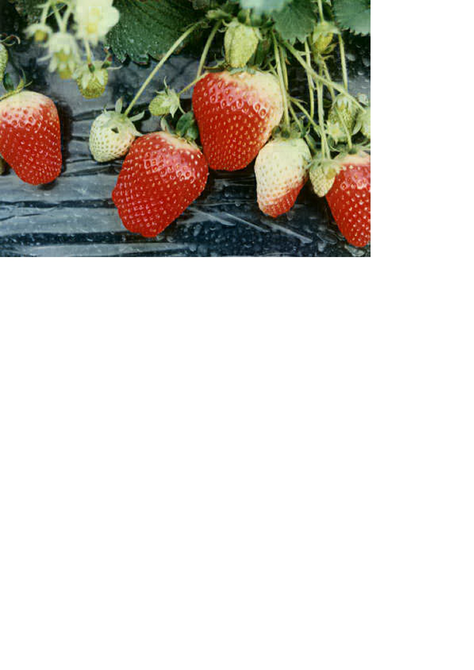 品種登録迅速化総合電子化システム