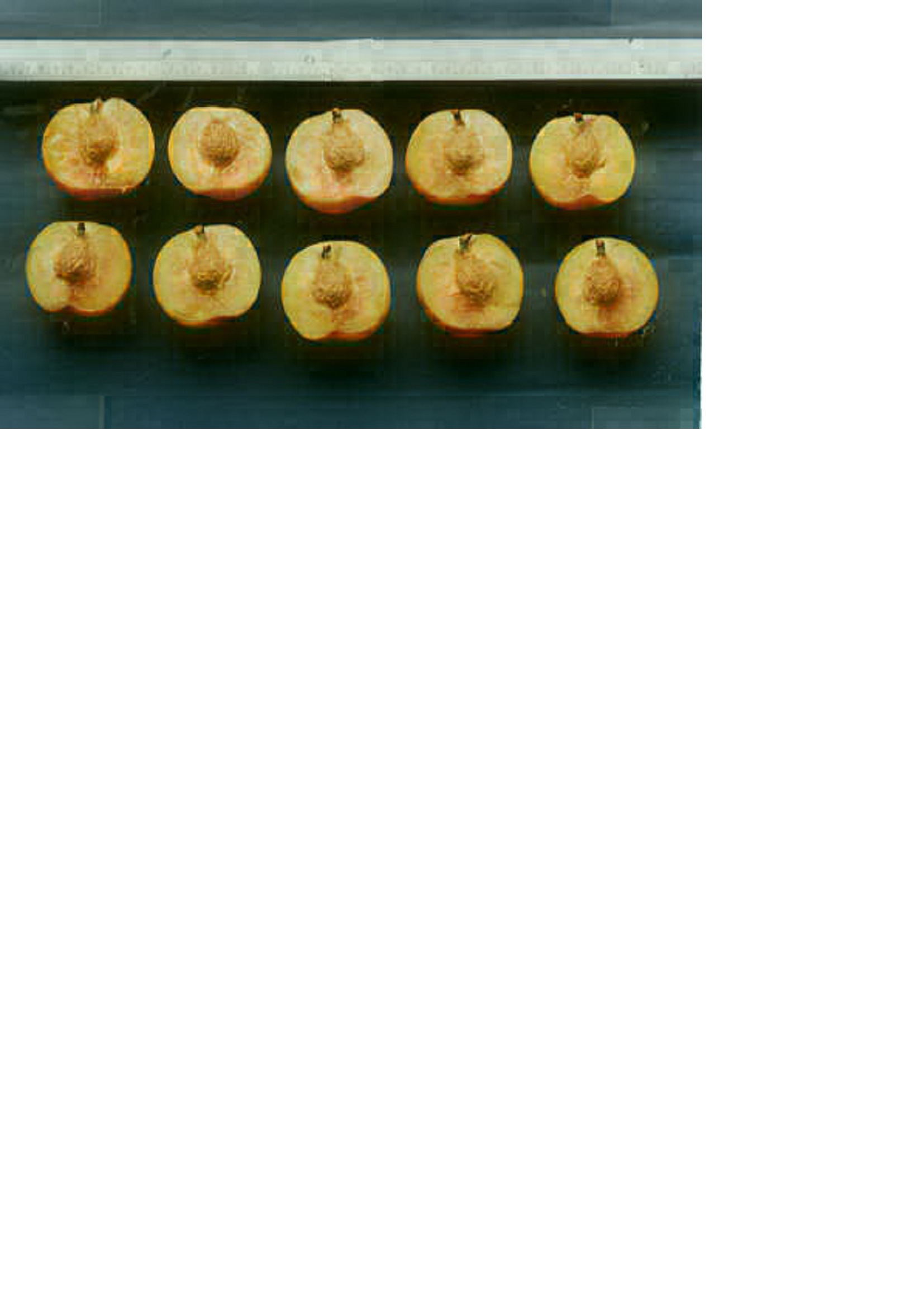 品種登録迅速化総合電子化システム