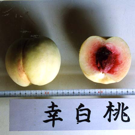 品種登録迅速化総合電子化システム