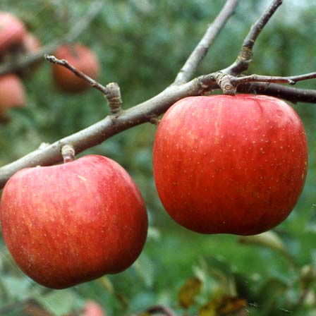 りんご　22 品種登録迅速化総合電子化システム