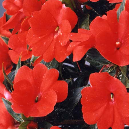 品種登録迅速化総合電子化システム