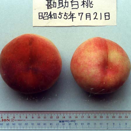 品種登録迅速化総合電子化システム