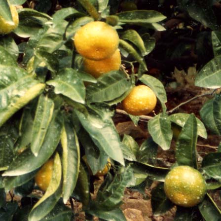 品種登録迅速化総合電子化システム