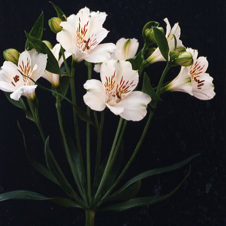 【東】アルストロメリア アルストロメリア - 株式会社フローラルジャパン