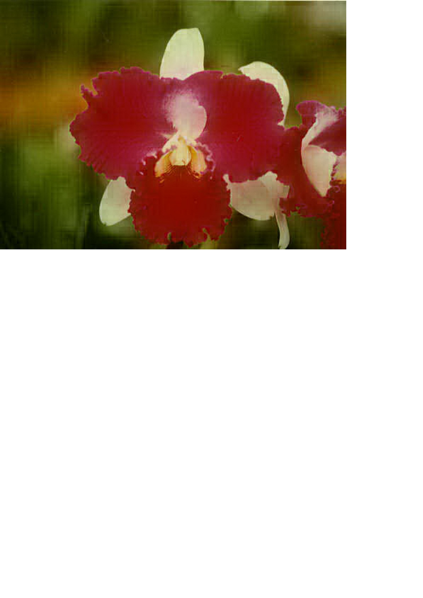 品種登録迅速化総合電子化システム