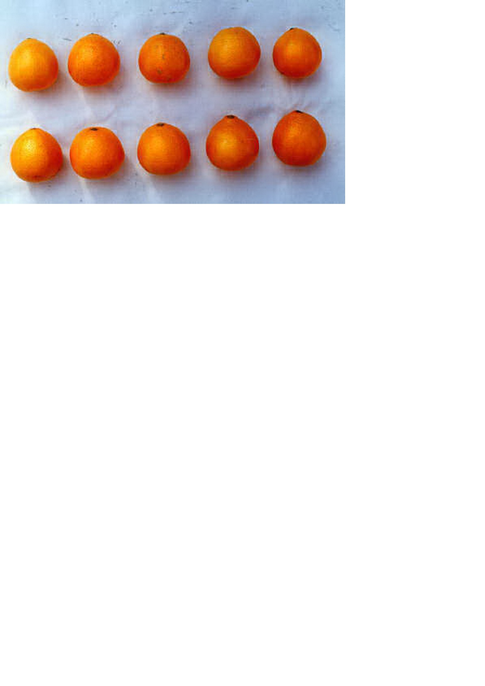 品種登録迅速化総合電子化システム