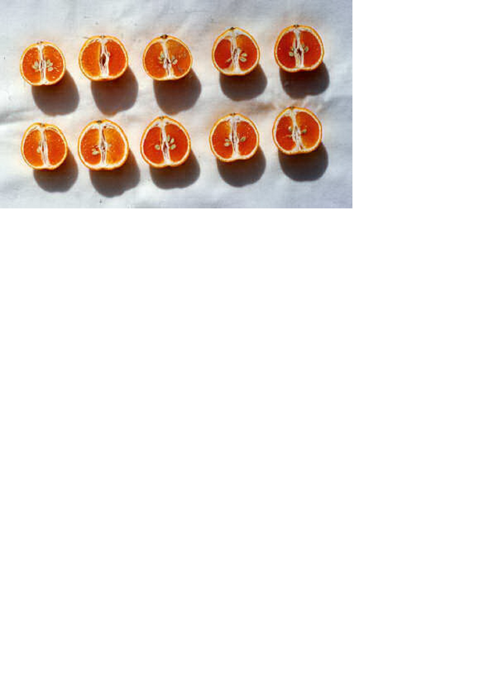 品種登録迅速化総合電子化システム