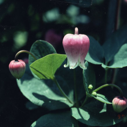 品種登録迅速化総合電子化システム