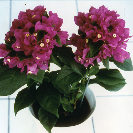 品種登録迅速化総合電子化システム