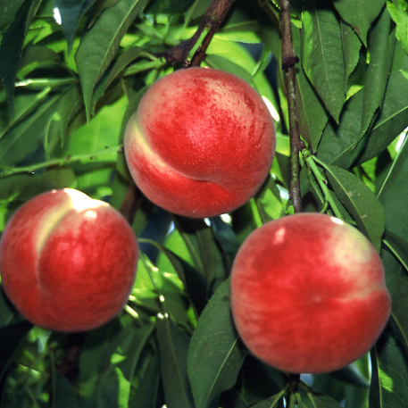 品種登録迅速化総合電子化システム