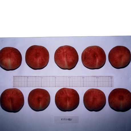 品種登録迅速化総合電子化システム