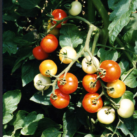 品種登録迅速化総合電子化システム