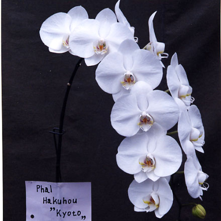 品種登録迅速化総合電子化システム