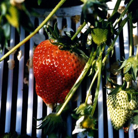 品種登録迅速化総合電子化システム