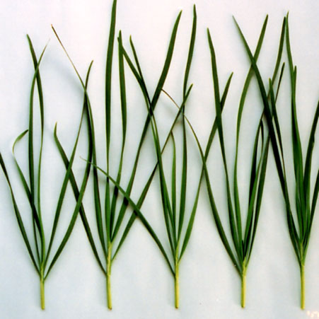 ニラ苗 霞様確認ページ ニラ 苗」の人気商品一覧・価格比較 - 価格.com