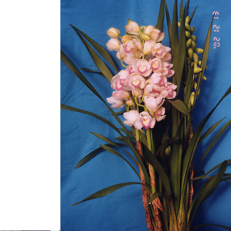 豪華 6本立ち シンビジューム ピンクペルペチュエル 6.5号 蕾多数 豪華 6