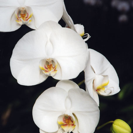 品種登録迅速化総合電子化システム