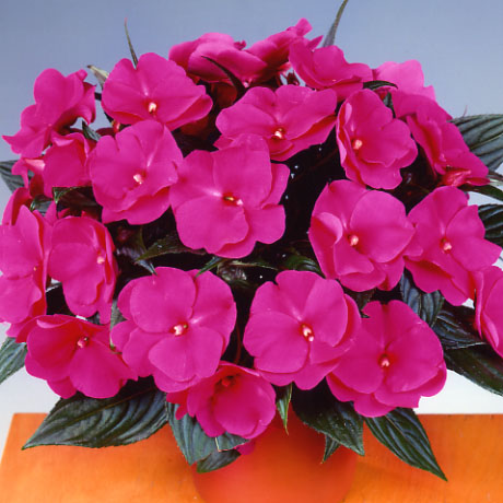 品種登録迅速化総合電子化システム