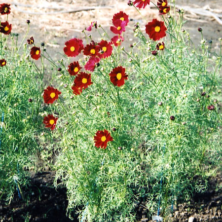 品種登録迅速化総合電子化システム