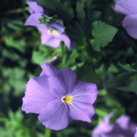 品種登録迅速化総合電子化システム