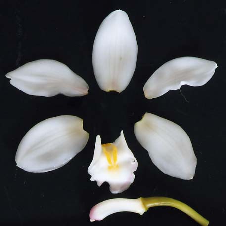 品種登録迅速化総合電子化システム