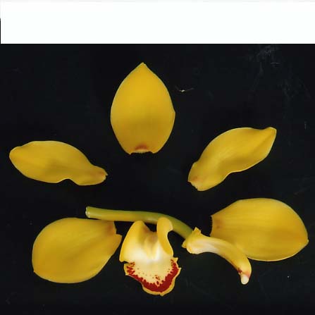 品種登録迅速化総合電子化システム