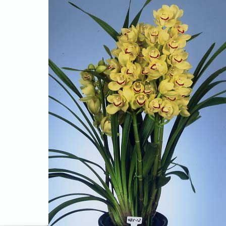 品種登録迅速化総合電子化システム