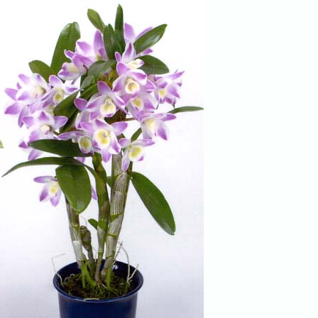 品種登録迅速化総合電子化システム