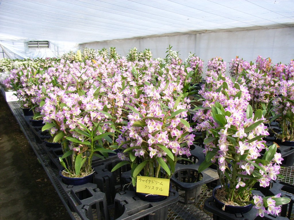 品種名　確認中 Amazon | NewYall カワサキ ニンジャ ZX-10R 2004-2010、ZX-14