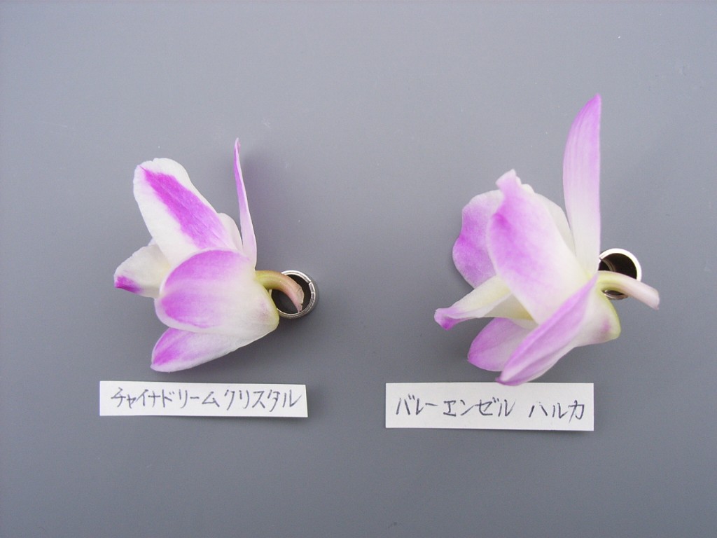 品種登録迅速化総合電子化システム