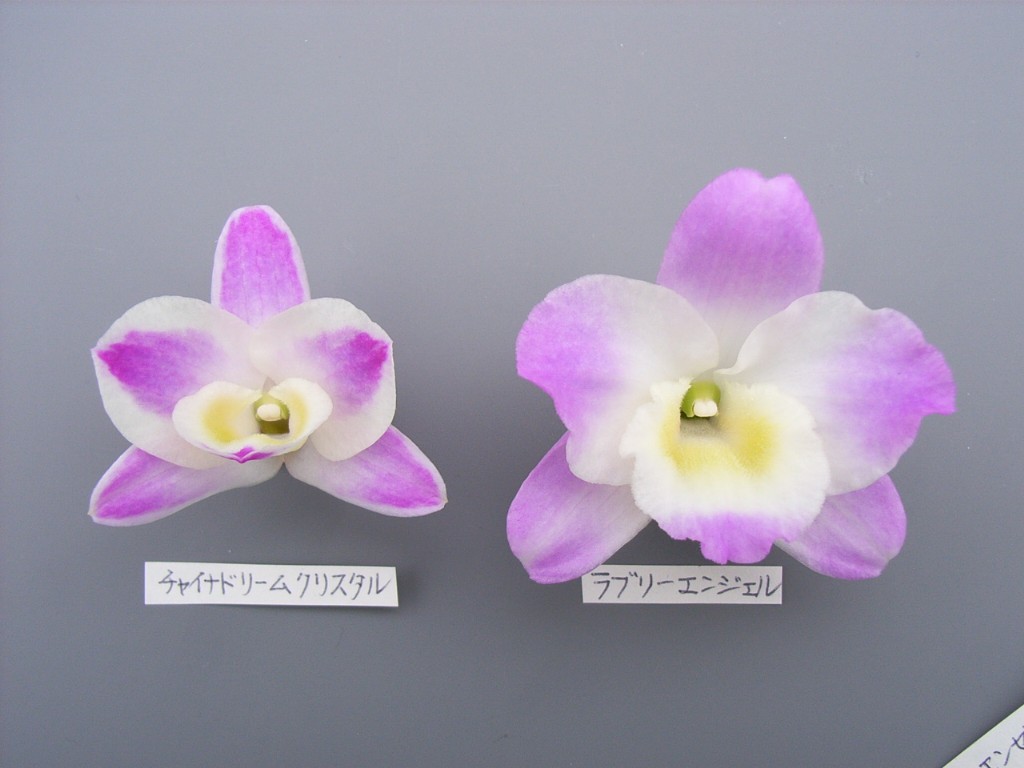 品種登録迅速化総合電子化システム