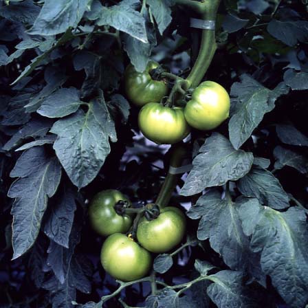 品種登録迅速化総合電子化システム