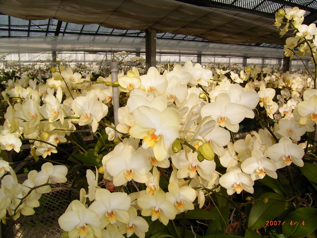 品種登録迅速化総合電子化システム