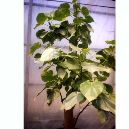 品種登録迅速化総合電子化システム