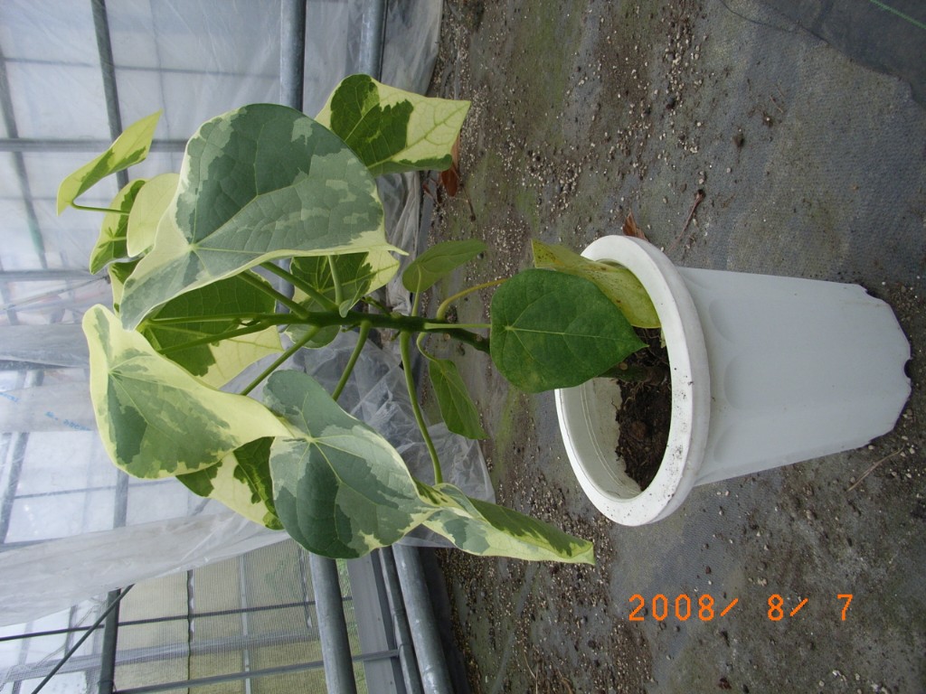 ラブリハート　ハスノハギリ6号　250902 ラブリハート ハスノハギリ6号 250902 ラブリハート ハスノハギリ6号