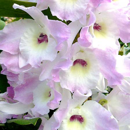 品種登録迅速化総合電子化システム