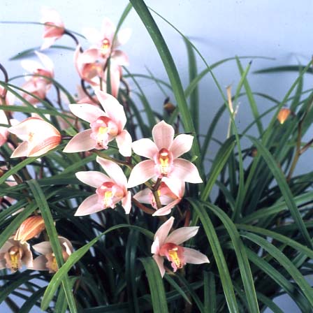 品種登録迅速化総合電子化システム