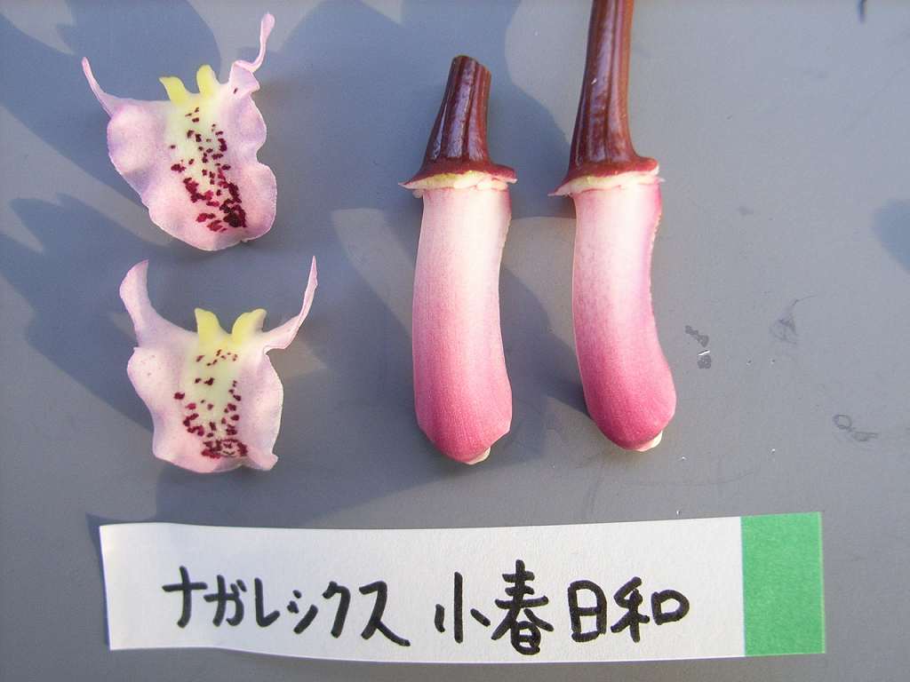 品種登録迅速化総合電子化システム