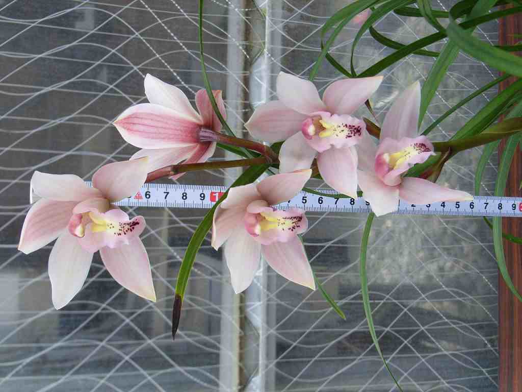 品種登録迅速化総合電子化システム