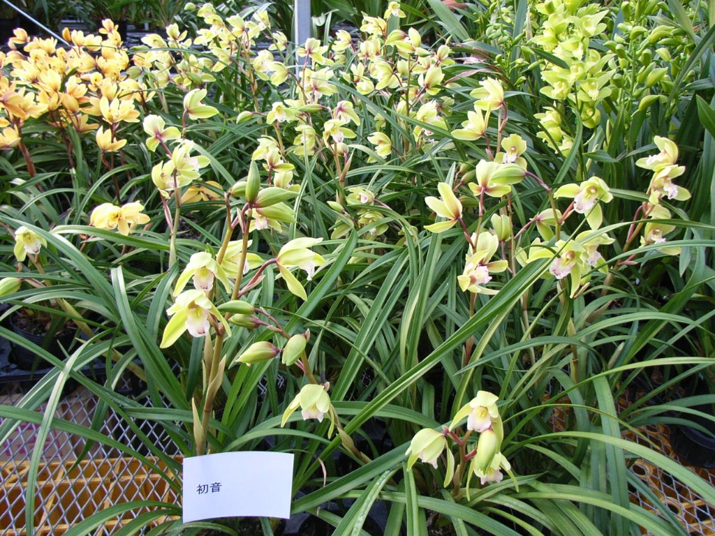 トリスリナックス　みのり（やまのうち）ページ 品種登録迅速化総合電子化システム