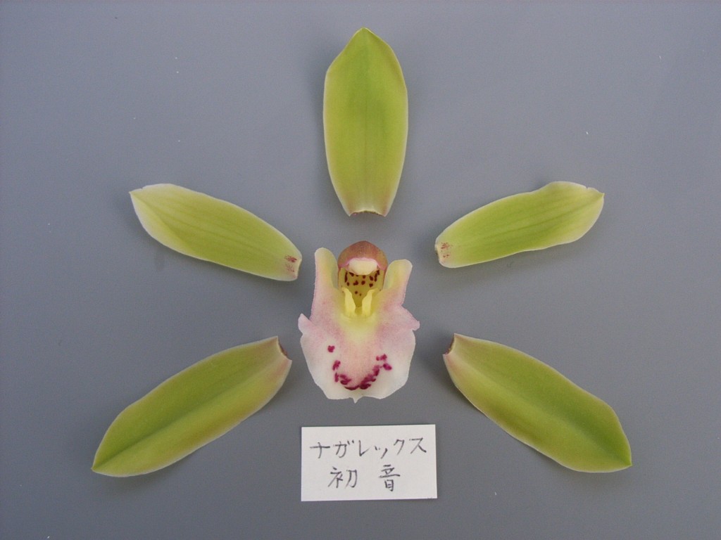 品種登録迅速化総合電子化システム