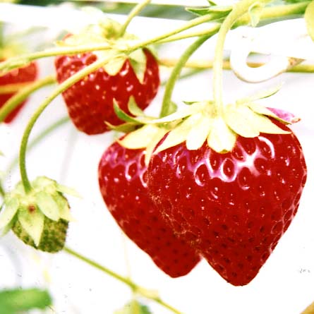 紫苺 紫苺 紫苺④-② Buy ZX 8000 'Strawberry Latte' - GY4648 | GOAT