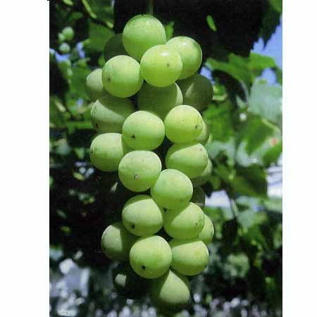 あずましずく　角田 あづましずくの通販｜ぶどう｜食べチョク｜産地直送(産直)お