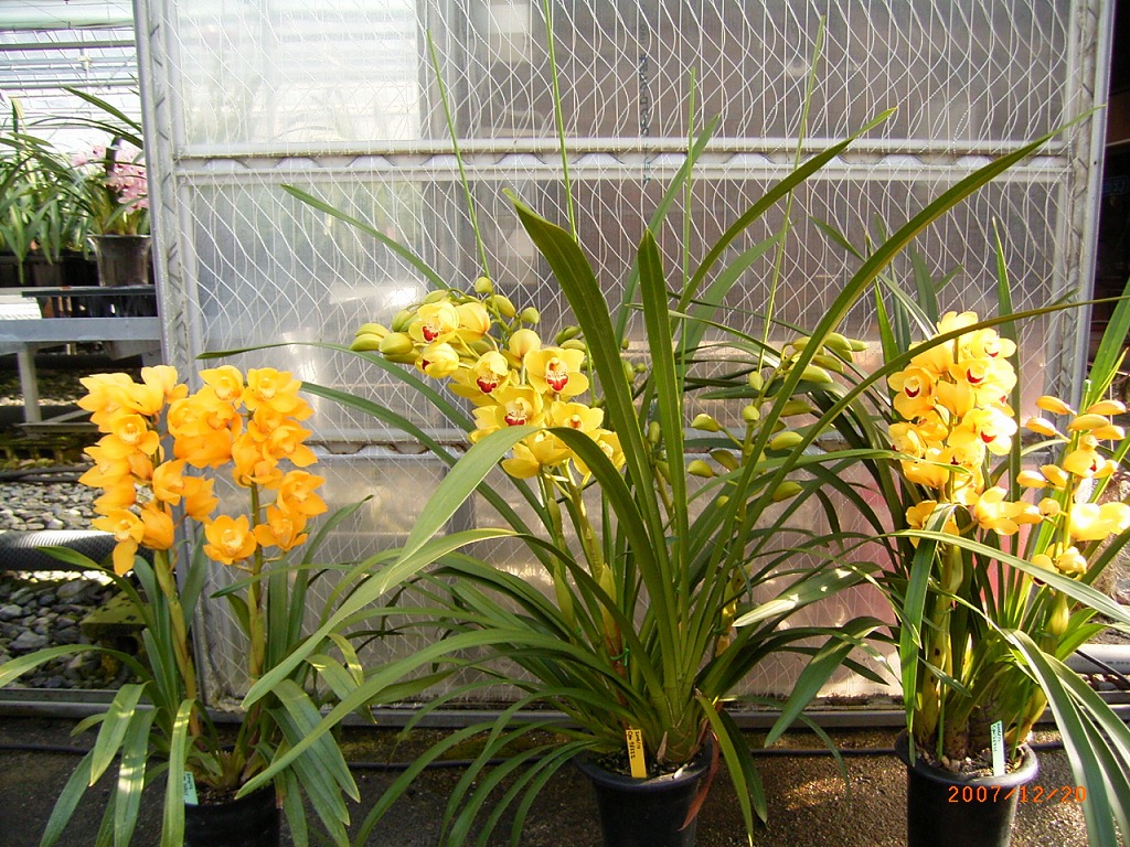 品種登録迅速化総合電子化システム