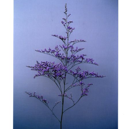 品種登録迅速化総合電子化システム