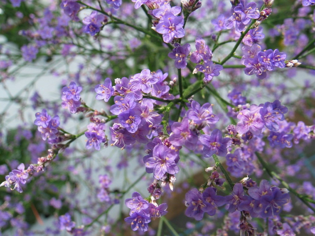 品種登録迅速化総合電子化システム