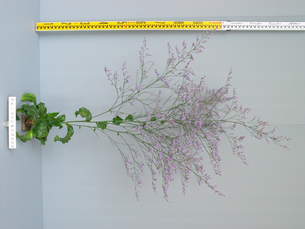 品種登録迅速化総合電子化システム