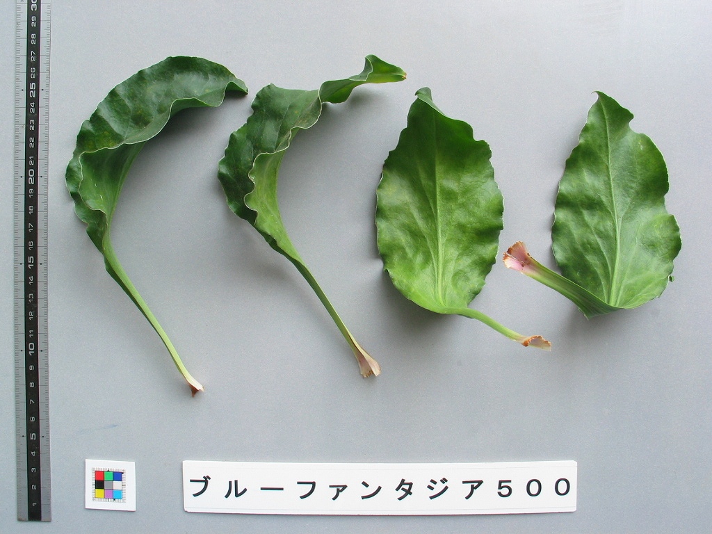 品種登録迅速化総合電子化システム